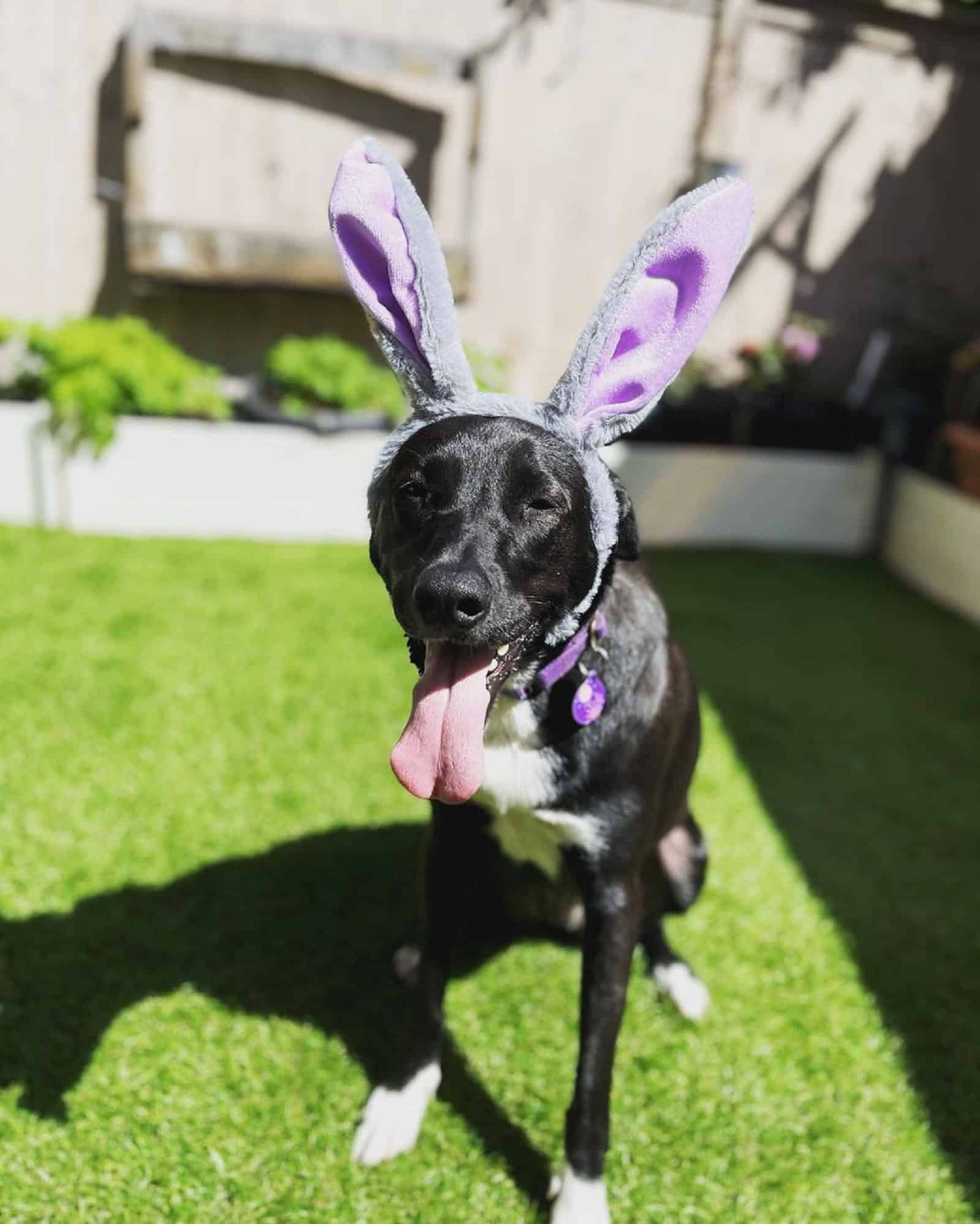 dog with bunny ears celebrating easter