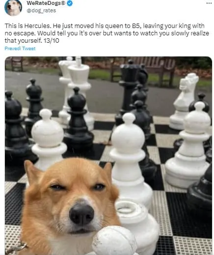 dog with chess figure