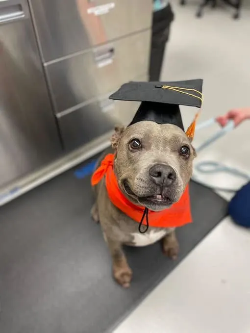 dog with college celebtration hat