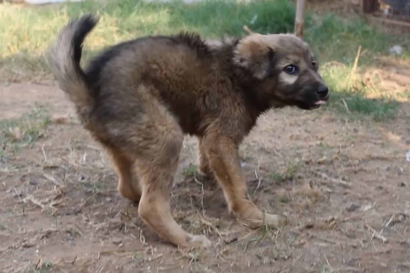 dog with deformed legs walking