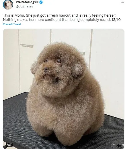 dog with funny fur