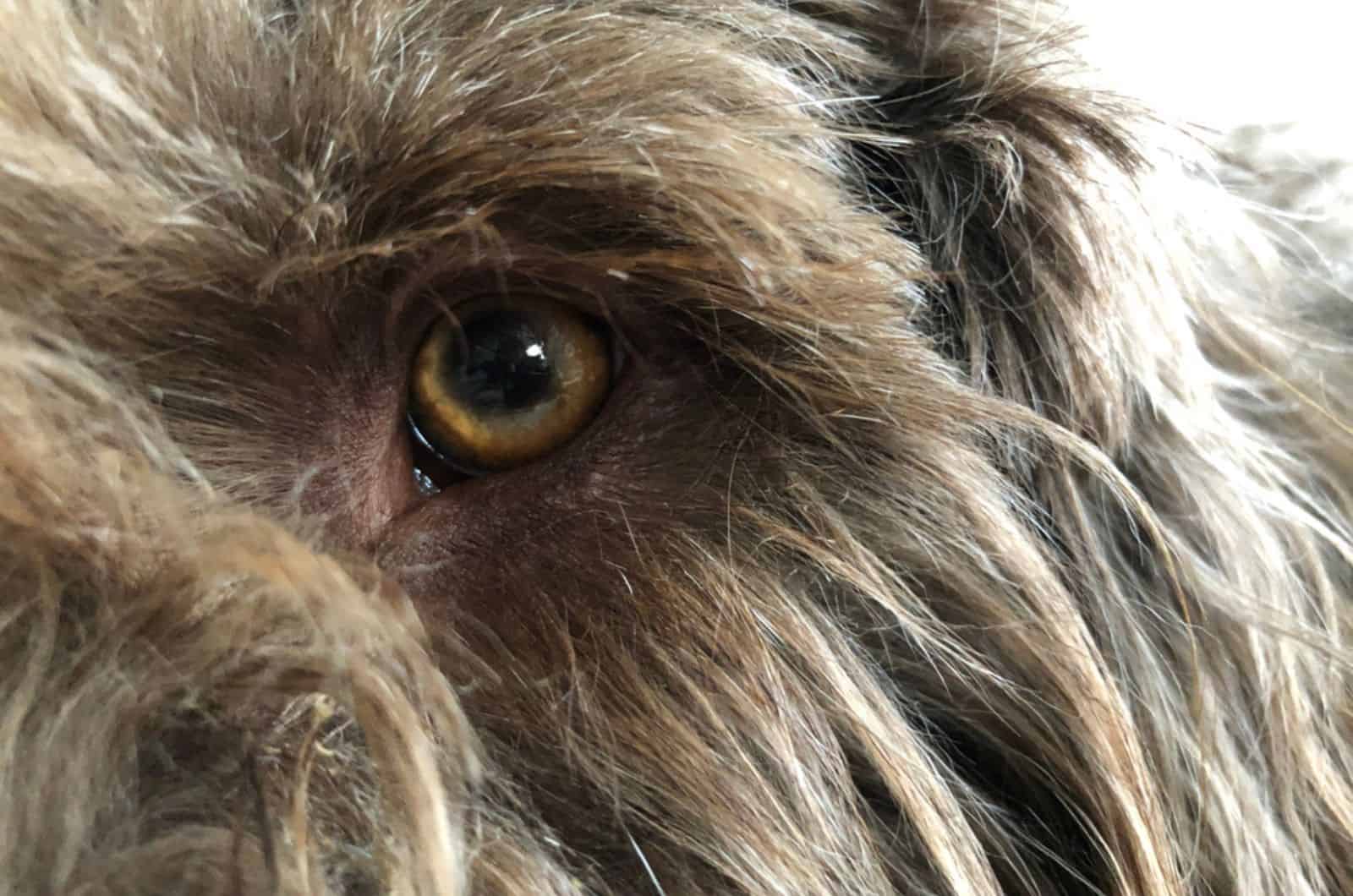 dog with furry having watery eye