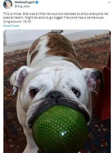 dog with green ball