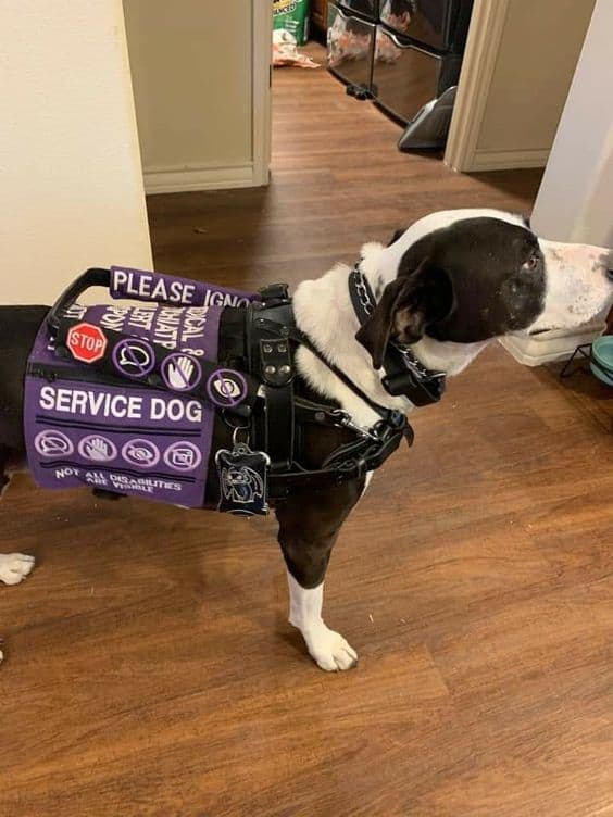 dog with service vest