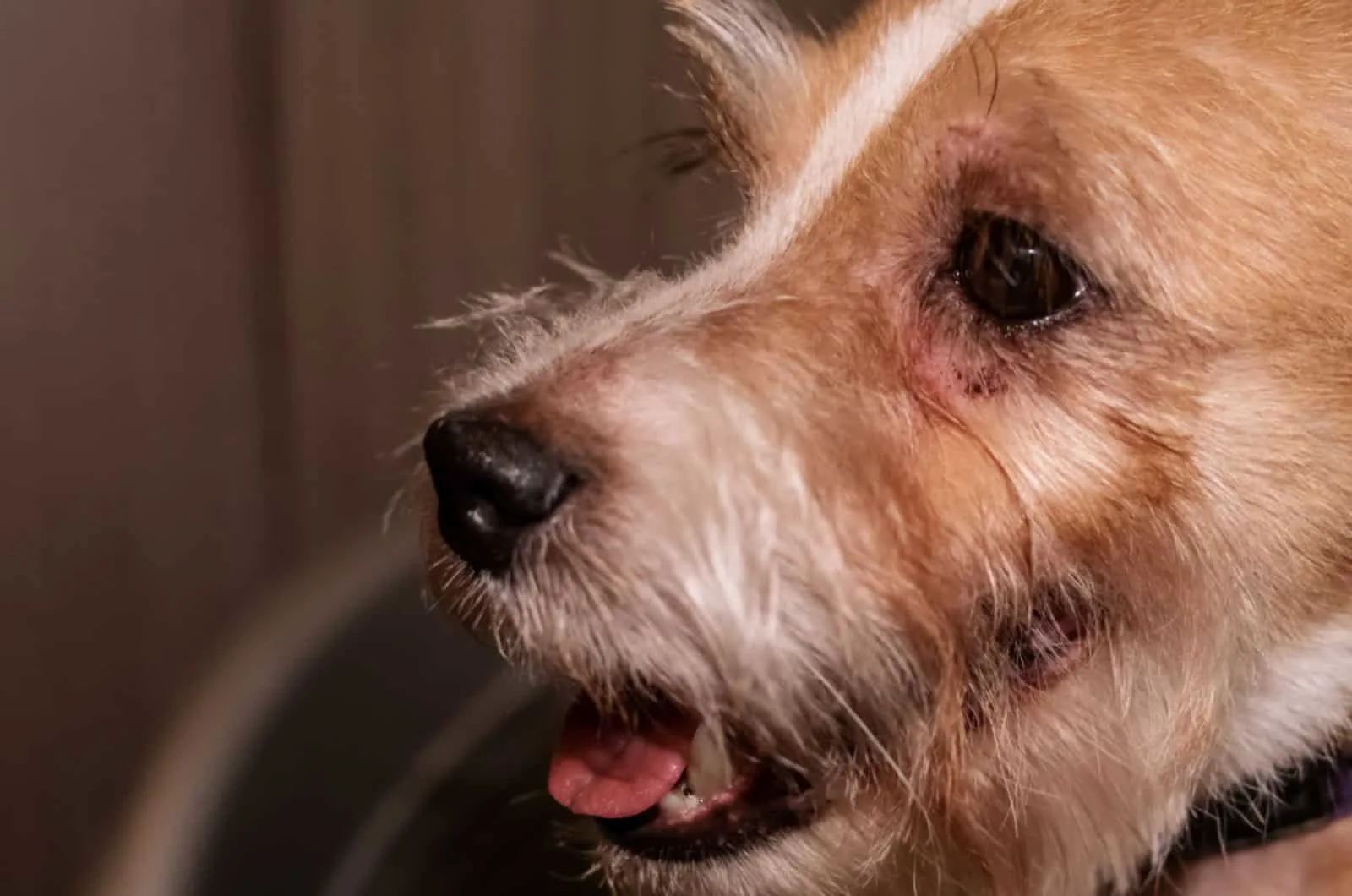 dog with watery eyes indoors