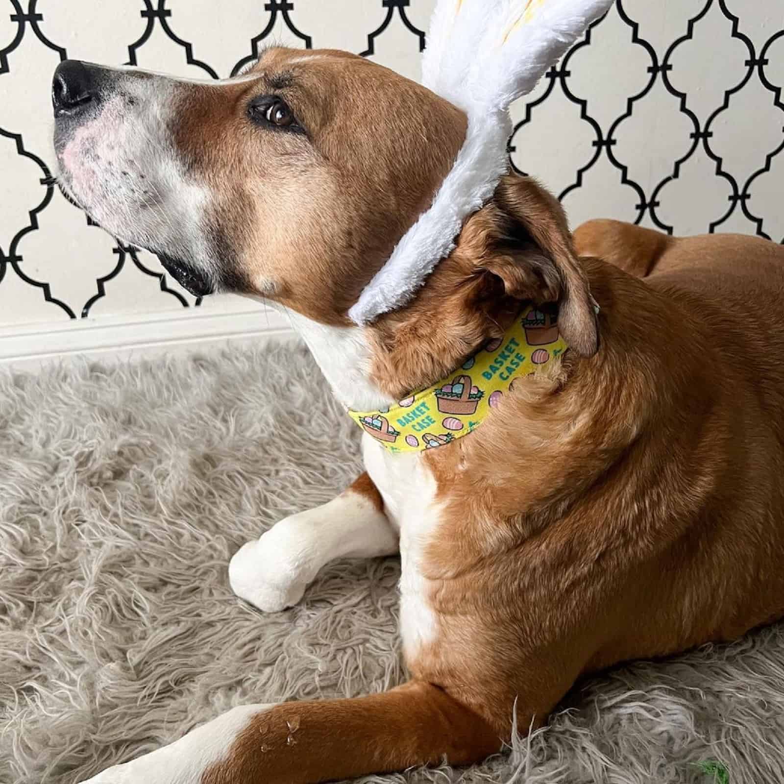 dog with with white bunny ears celebrating easter