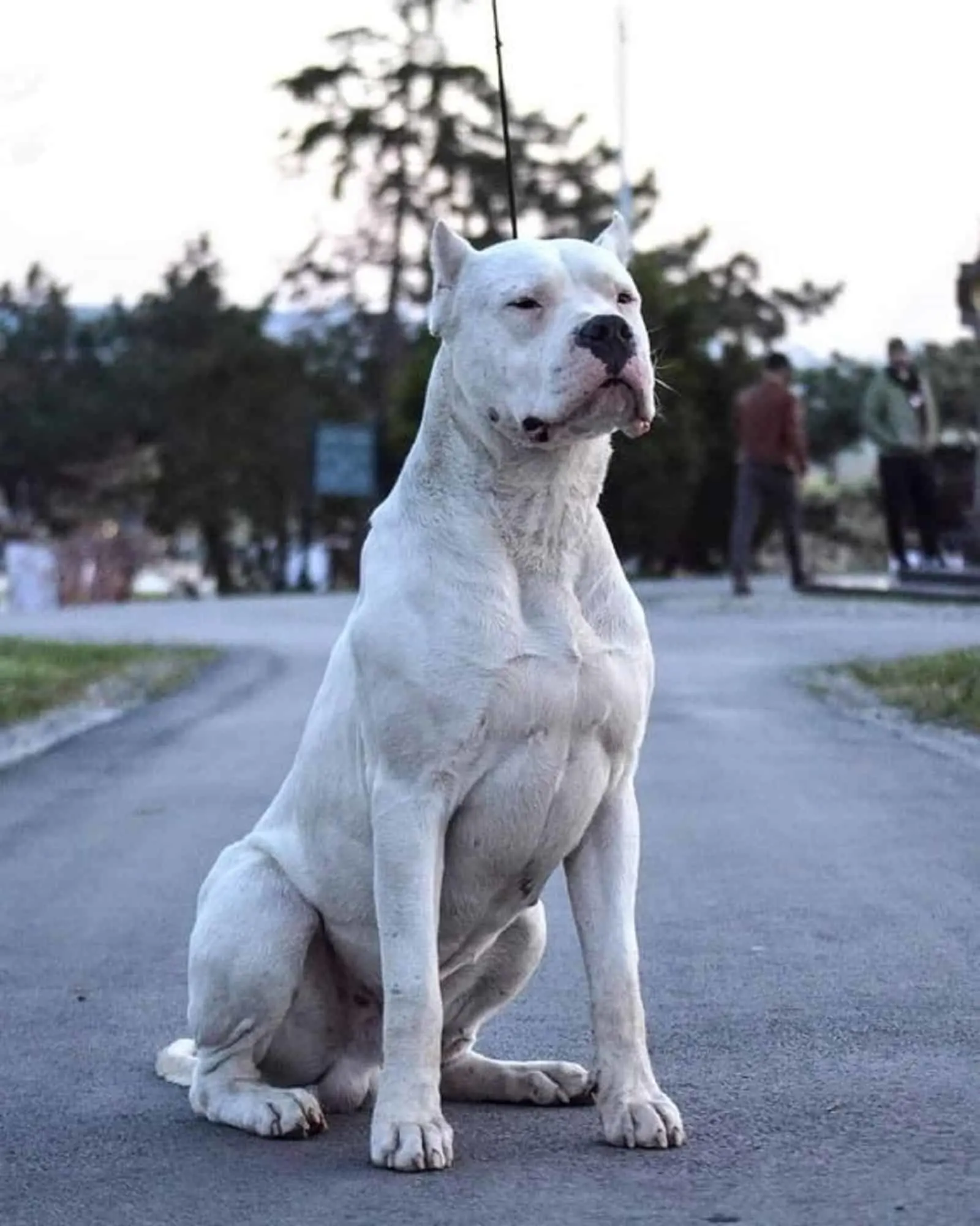 dogo argentino sitting on the road