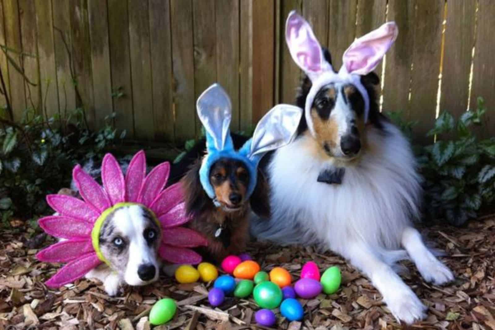 dogs in easter outfit lying in the garden beside easter eggs