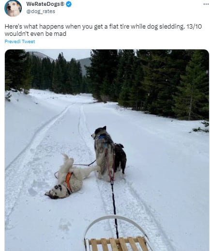 dogs on the snow