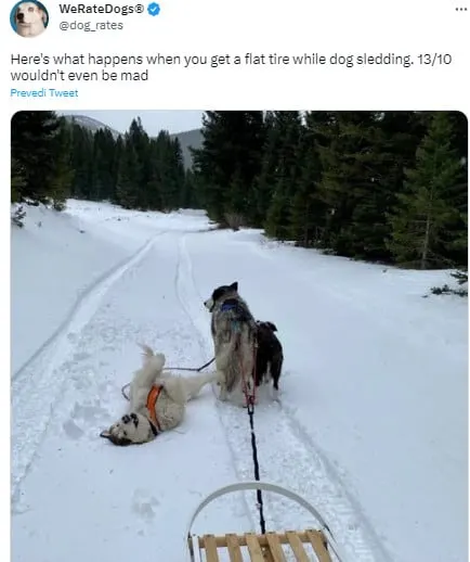 dogs on the snow