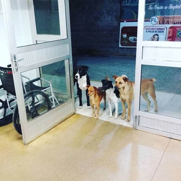 dogs standing in front of doors