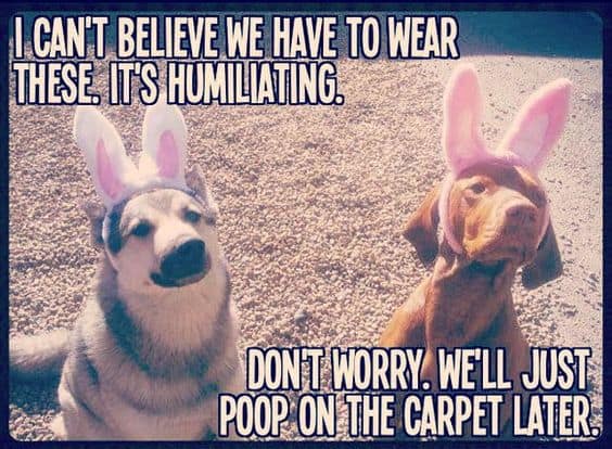 dogs wearing bunny ears meme