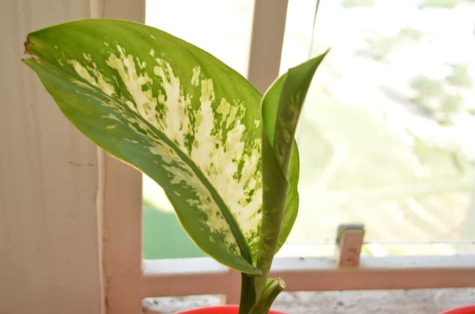 dumbcane plant near the window