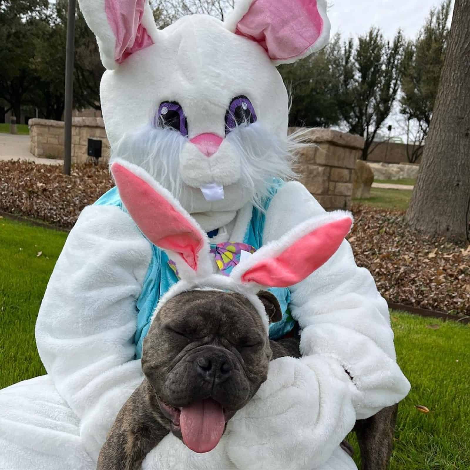 easter bunny and bulldog posing together