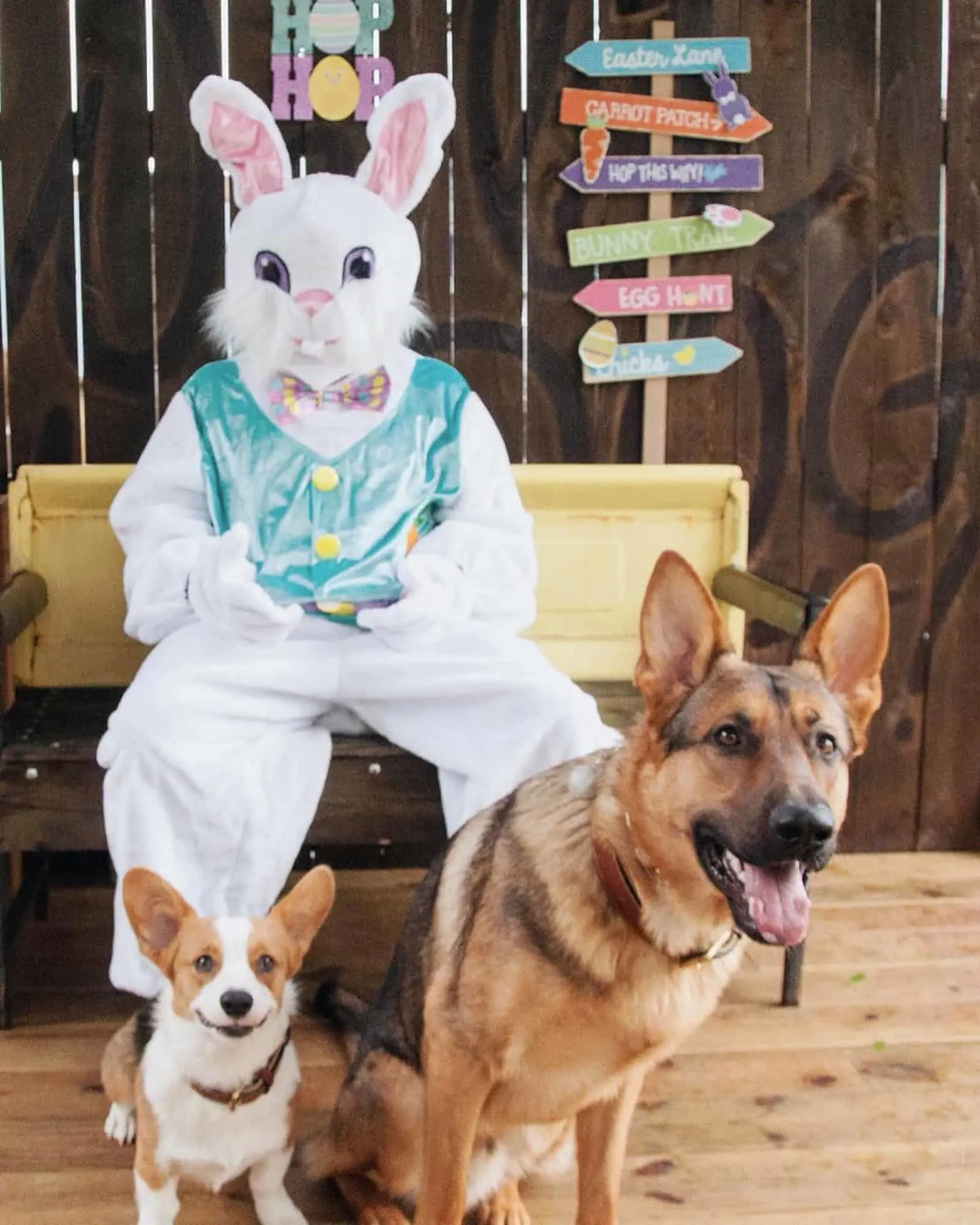 easter bunny and two dogs celebrating easter