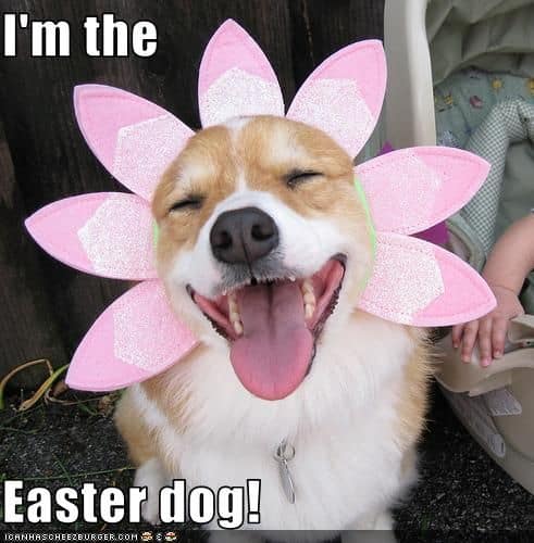 easter dog meme