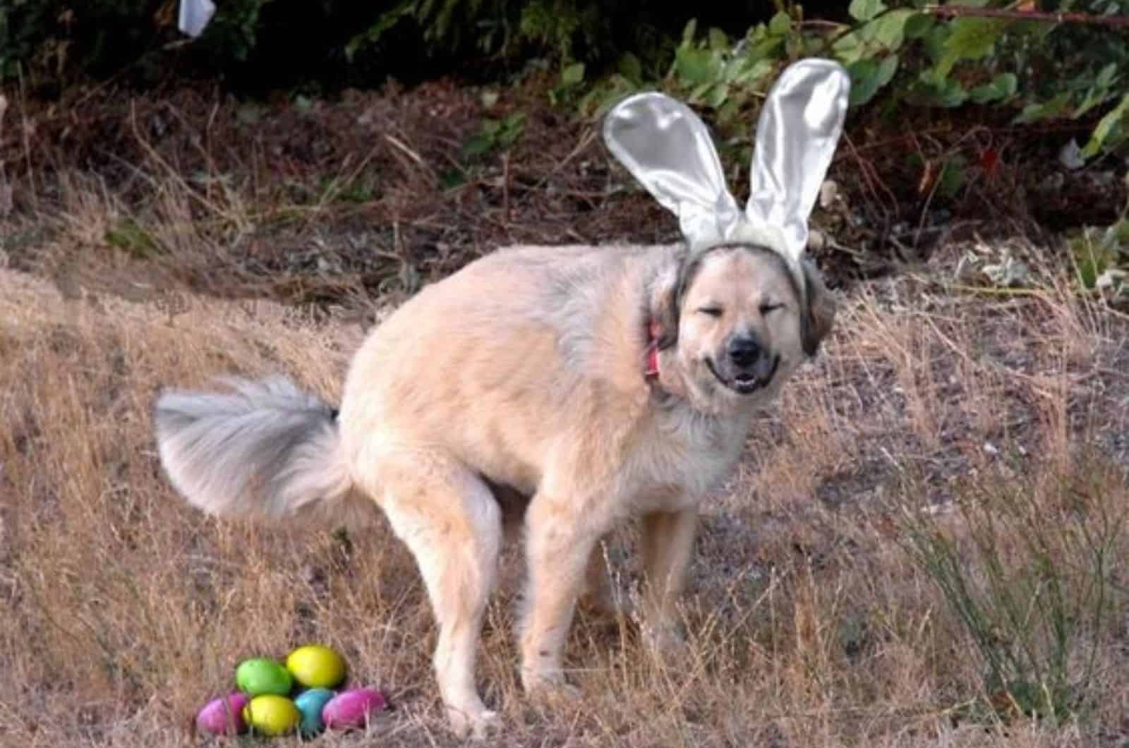 easter dog standing beside easter eggs