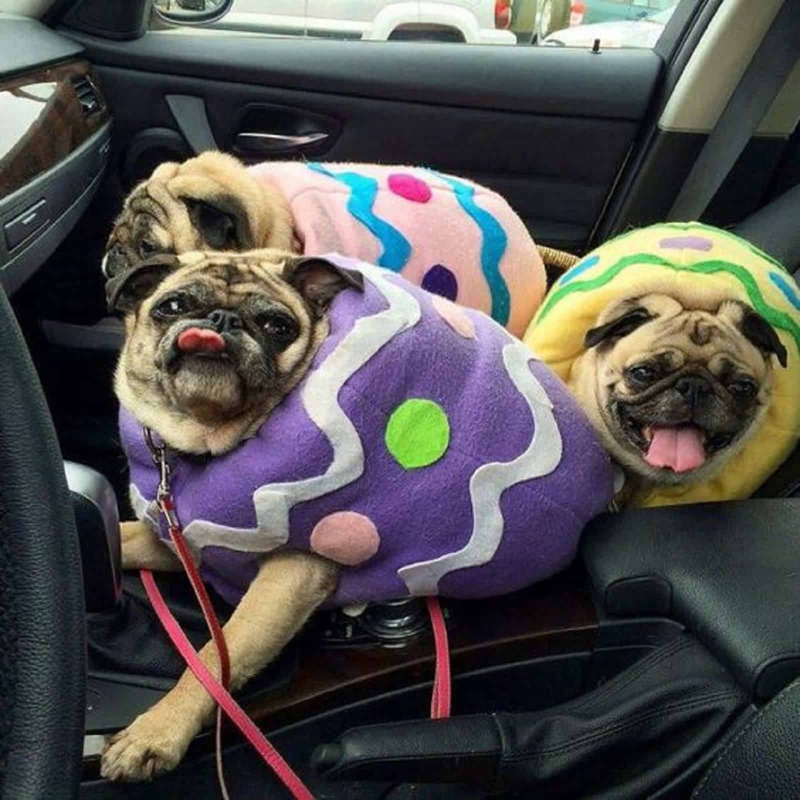 easter egg pugs in the car