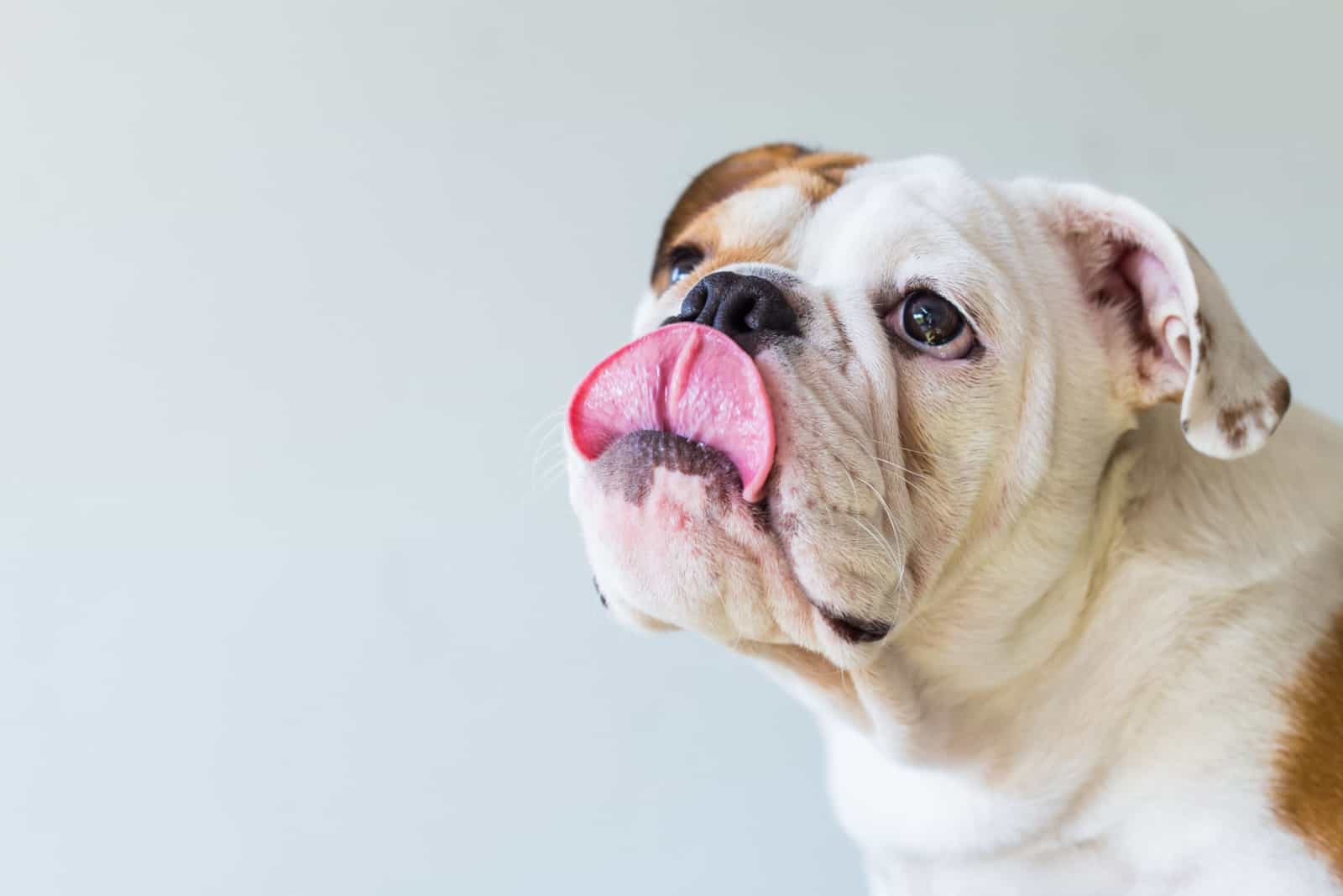 english bulldog licking its mouth