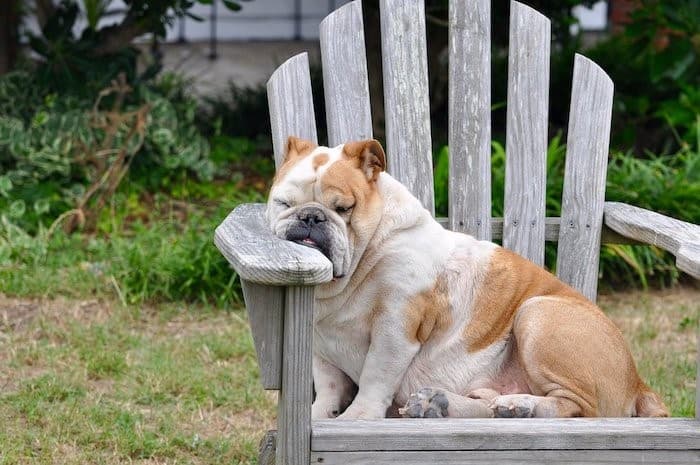 english bulldog snoozes on chair