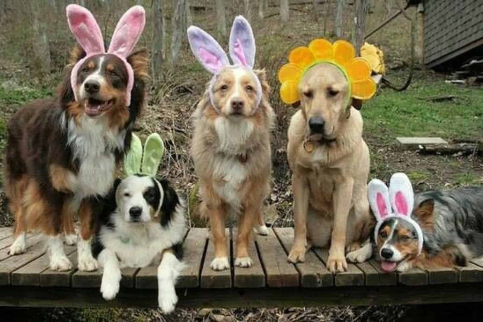 five dogs in easter outfit in the garden