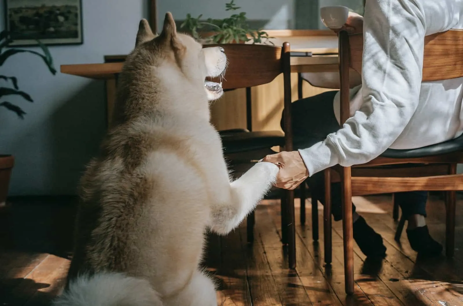 fluffy dog touching owner's hand