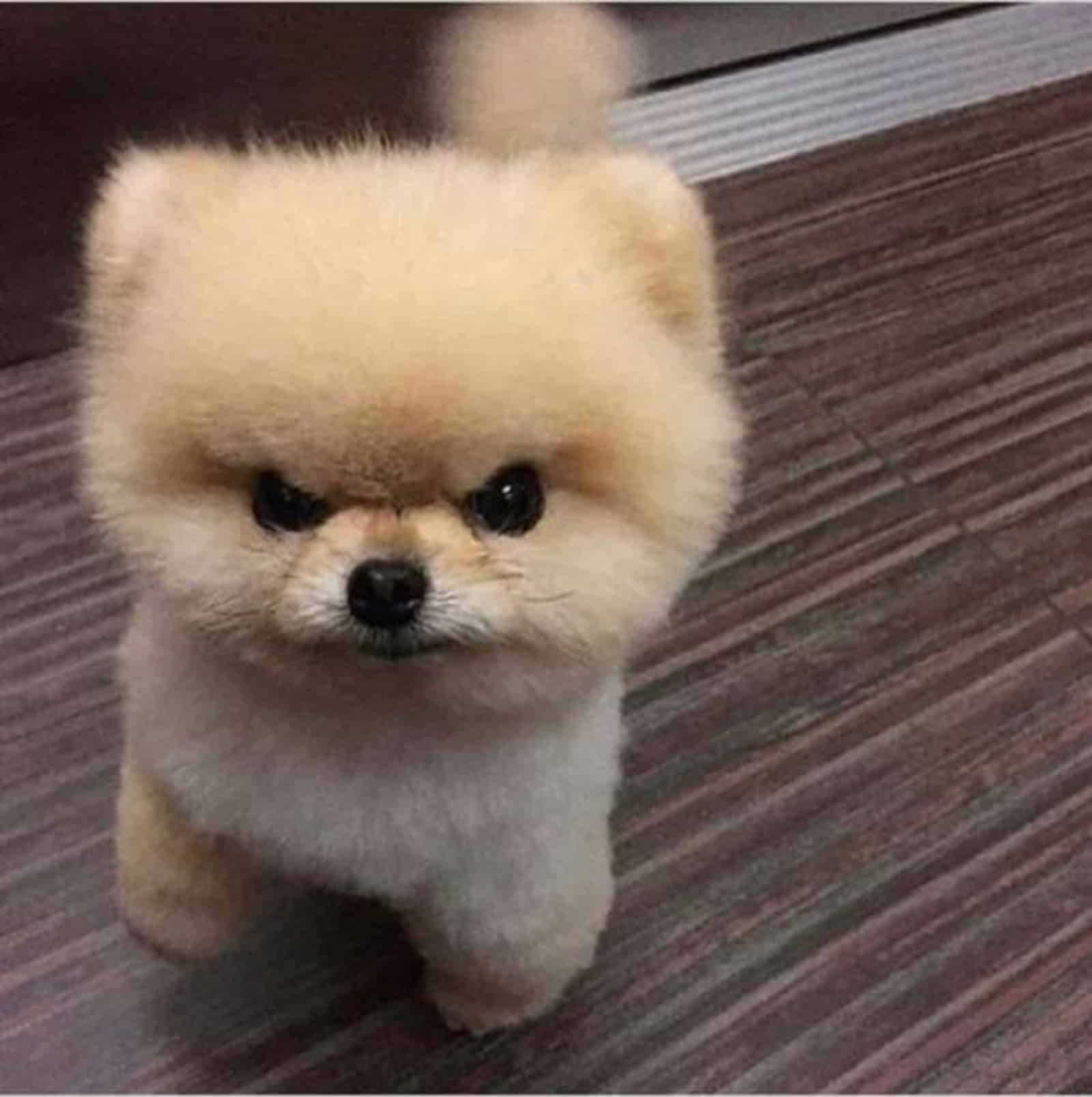 fluffy pomeranian looking angry
