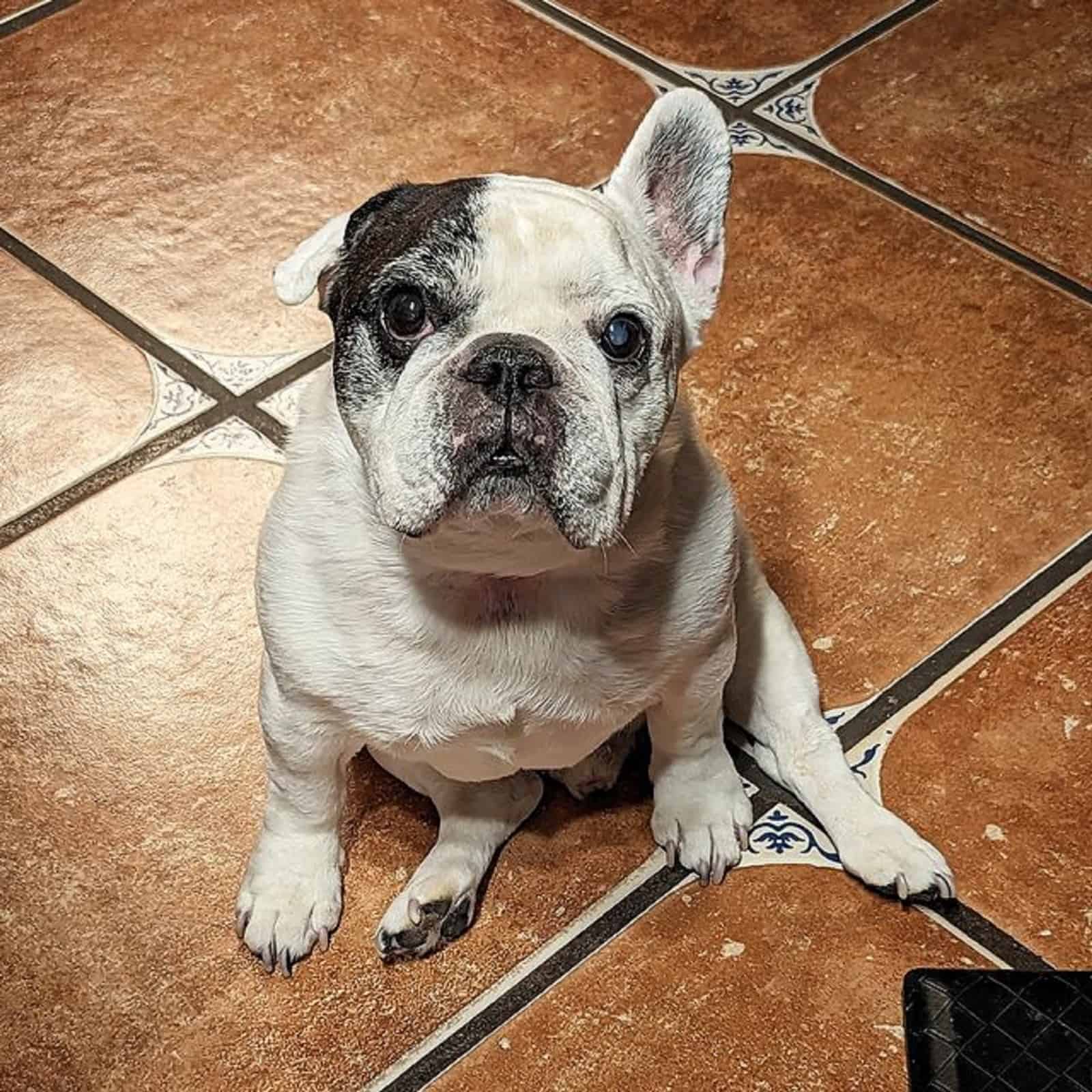 french bulldog sitting on the floor