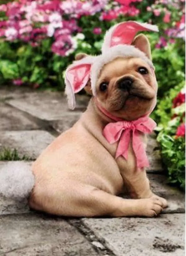 french bulldog in bunny outfit sitting in the garden