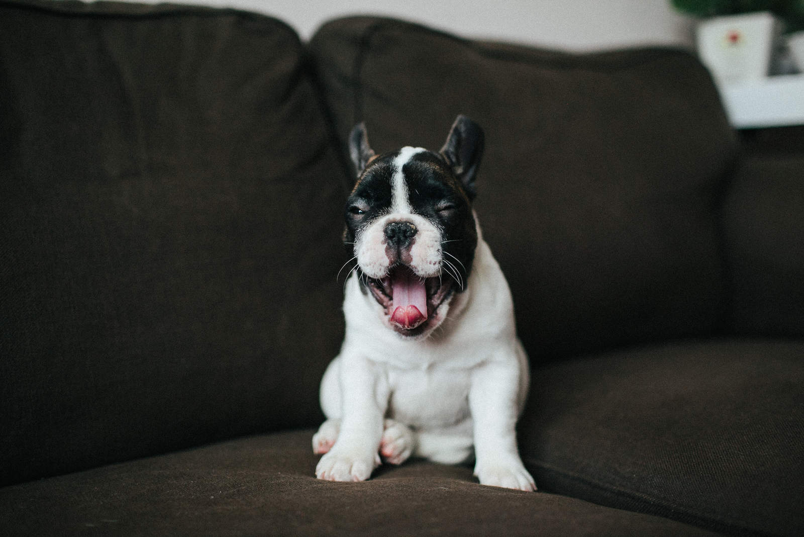 french bulldog puppy coughing