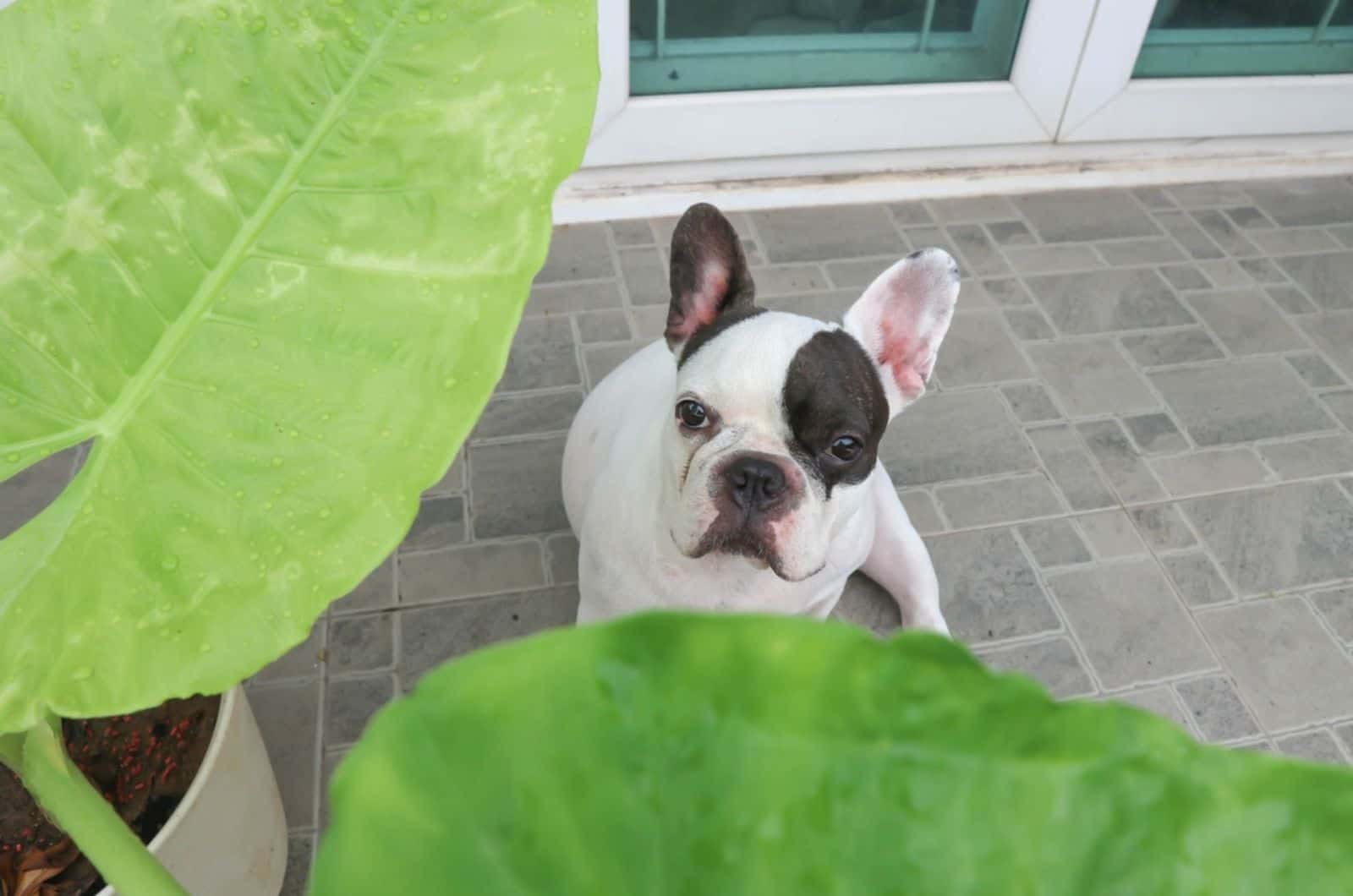 french bulldog sitting beside elephant’s ear plant outdoors