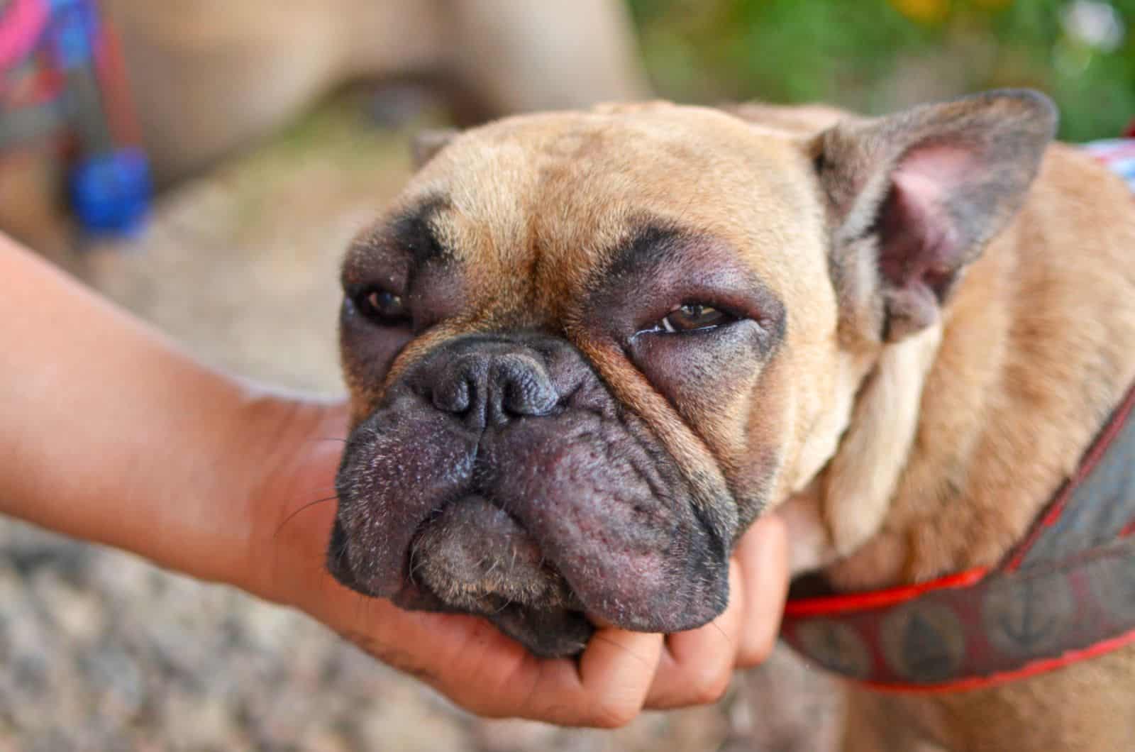 french bulldog with swollen red puffy eyes outdoors with his owner