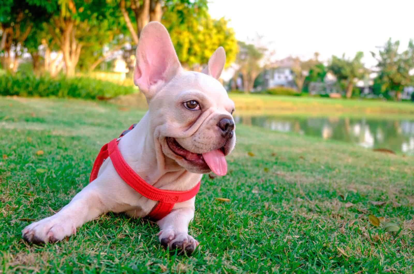 french bulldog lying on the grass