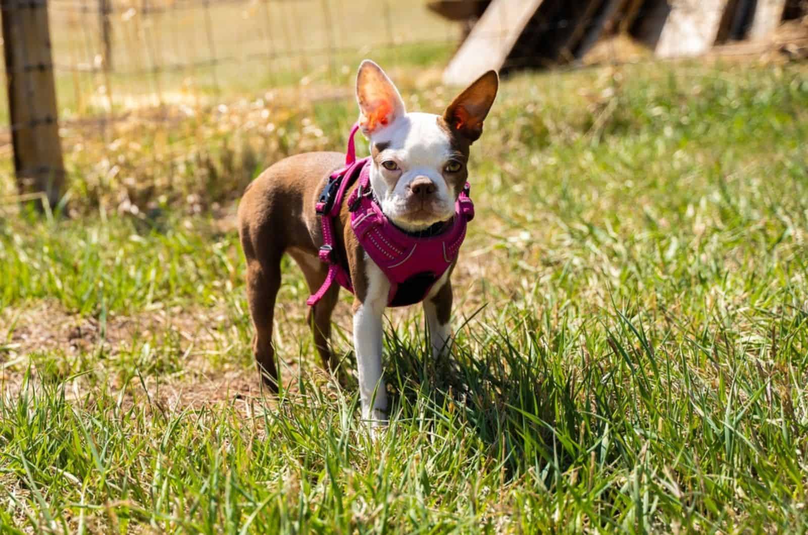 frenchton dog in the park