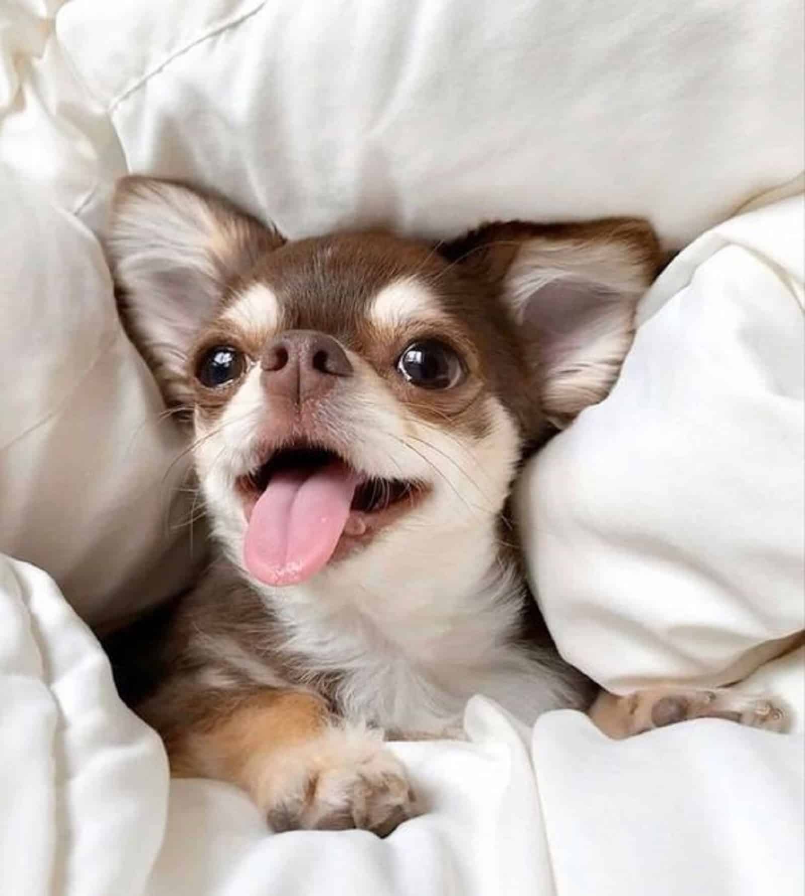 funny chihuahua in the bed