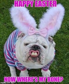 funny dog as easter bunny meme