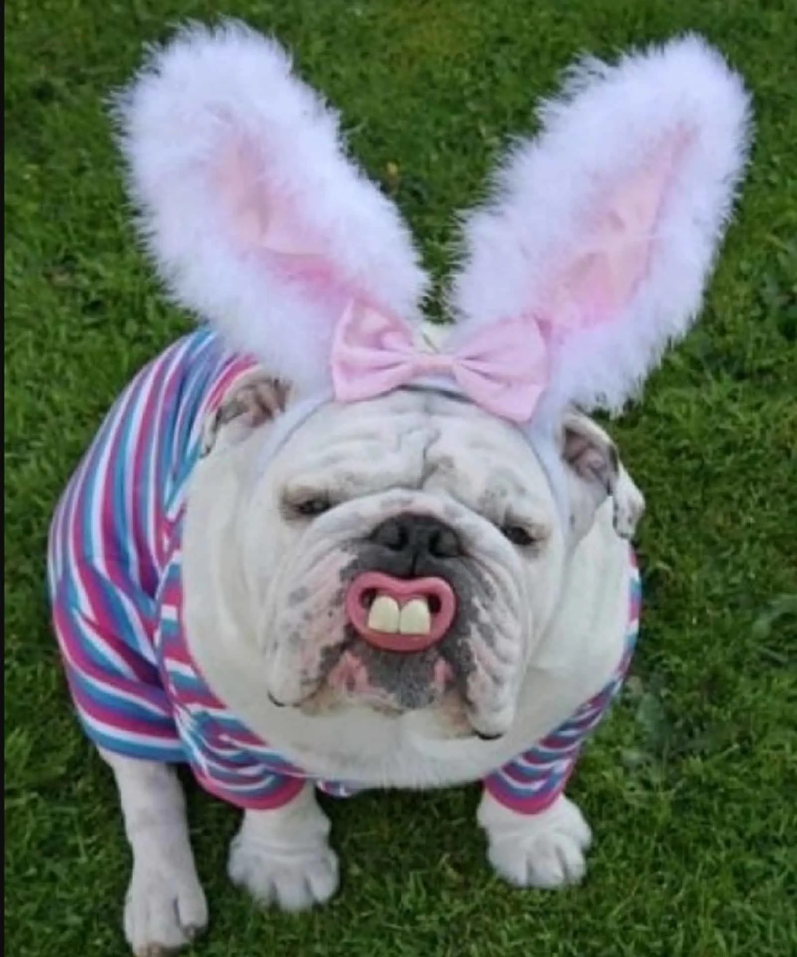 funny dog in bunny outfit for easter