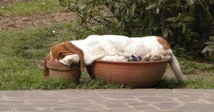 funny dog sleeping in plant pots