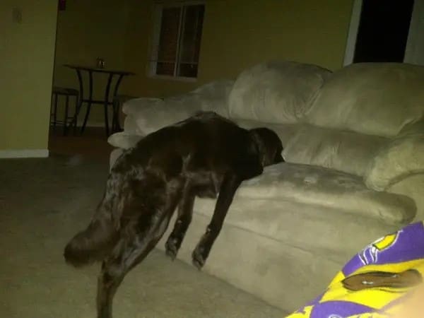 funny dog sleeping on couch