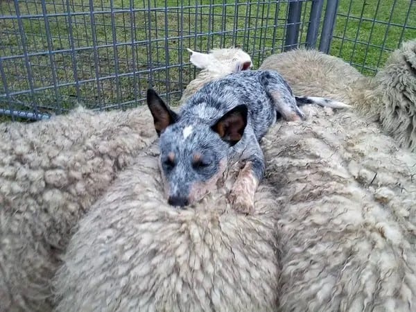 funny dog sleeping on sheep