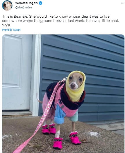 funny dog wearing clothes