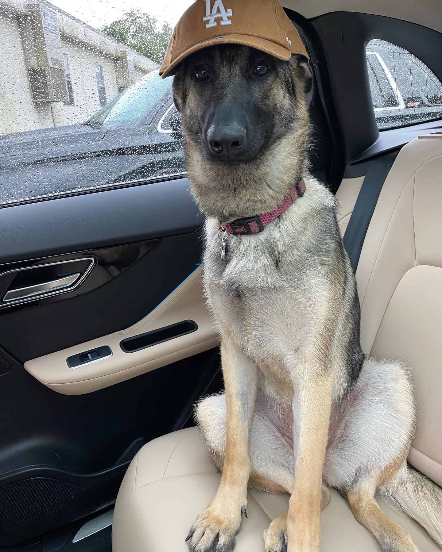 funny dog with hat sitting in a car