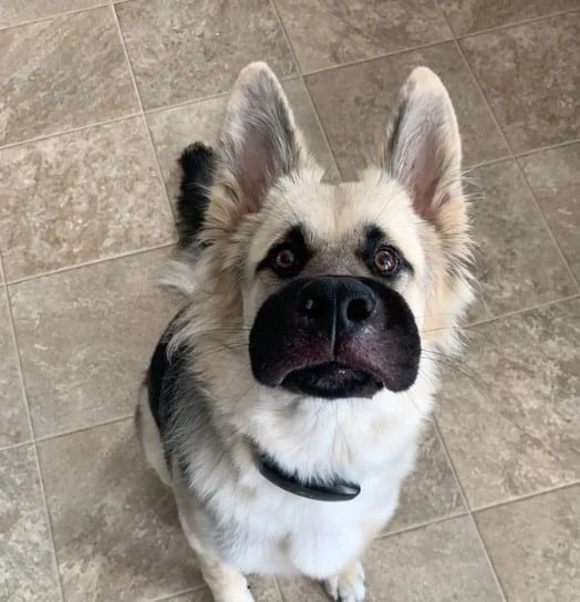 funny dog with swollen face