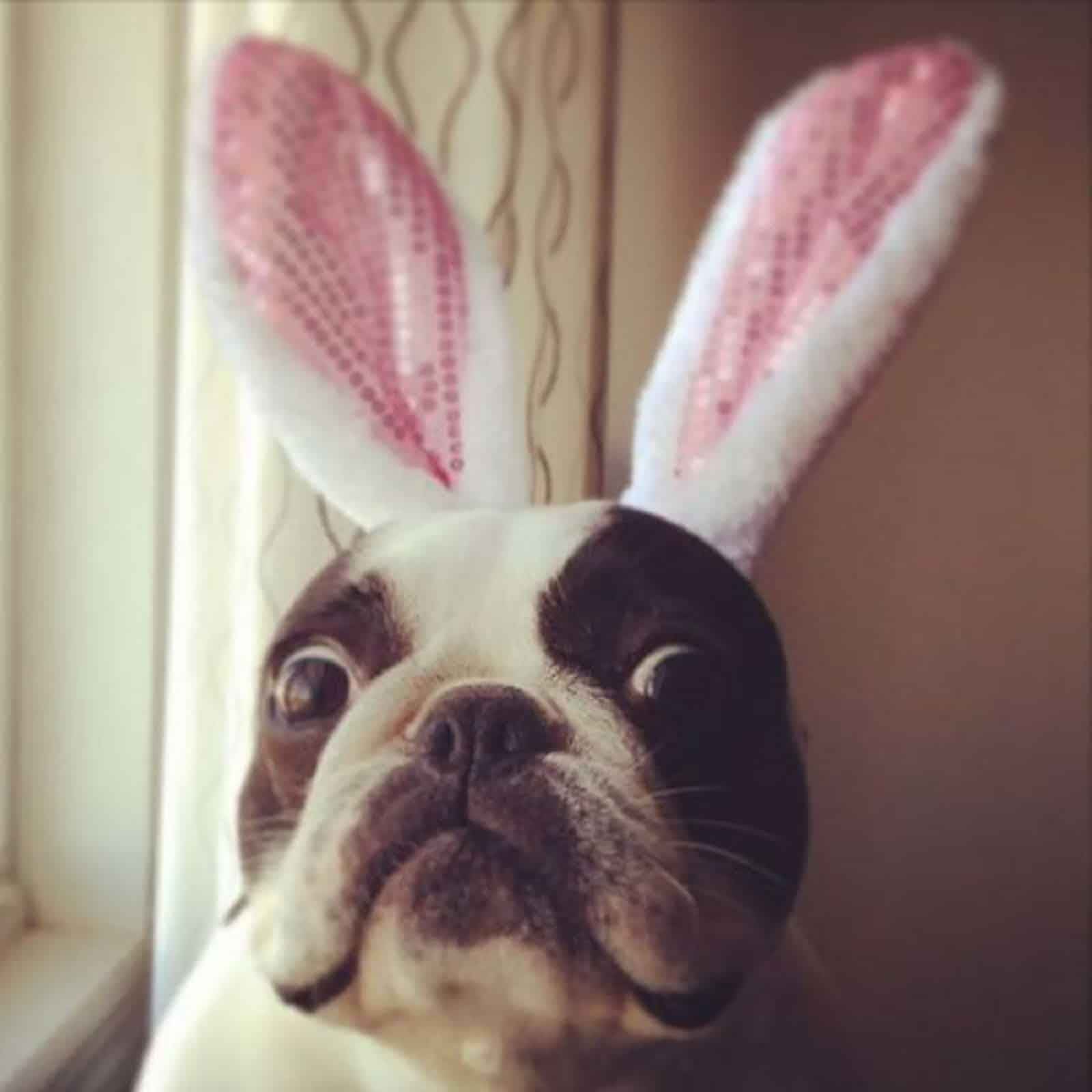 funny easter bulldog wearing bunny ears