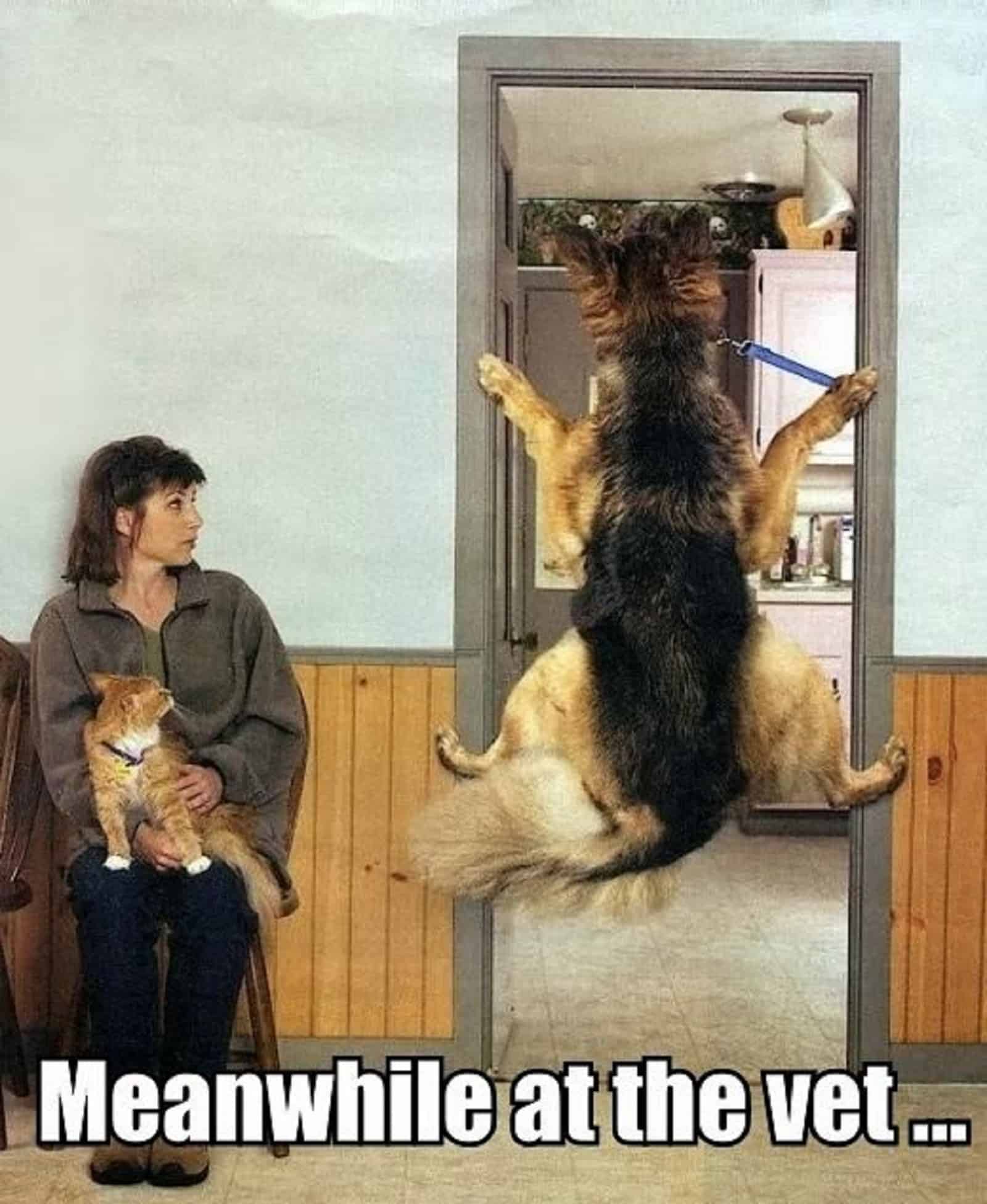 funny german shepherd dog scared of vet