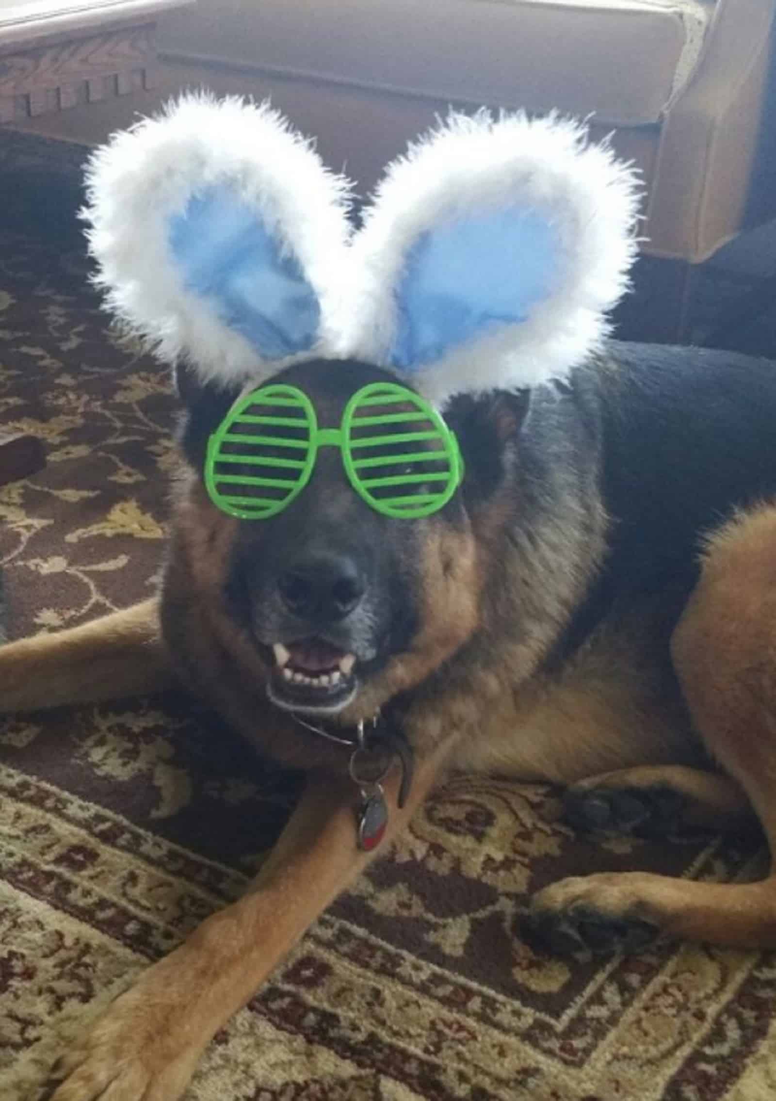 funny german shepherd as easter bunny