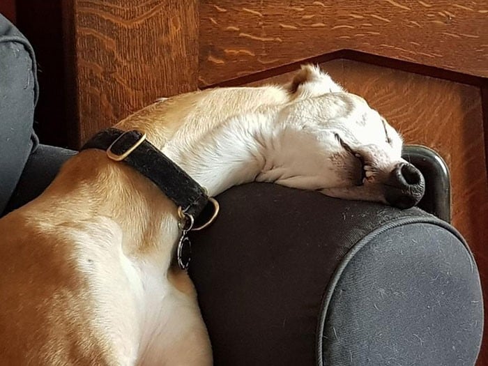 funny photo of a sleeping dog with long neck