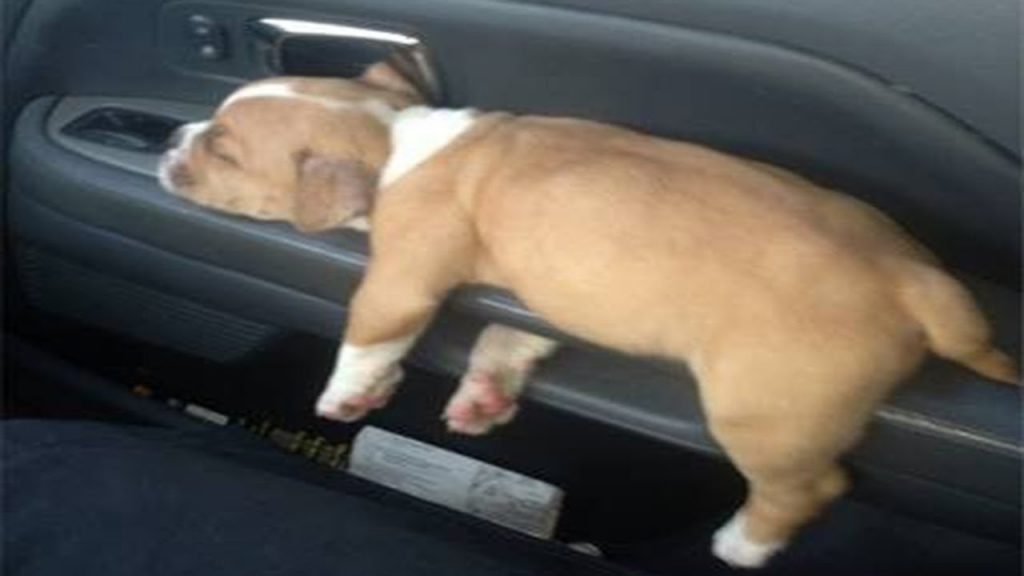 funny puppy sleeping in car