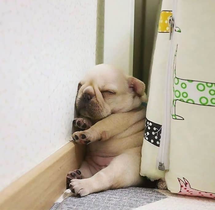 funny puppy sleeps at door