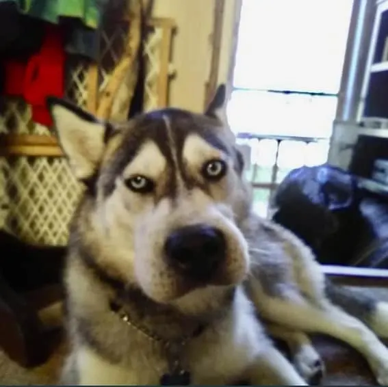 funny siberian husky that ate a bee